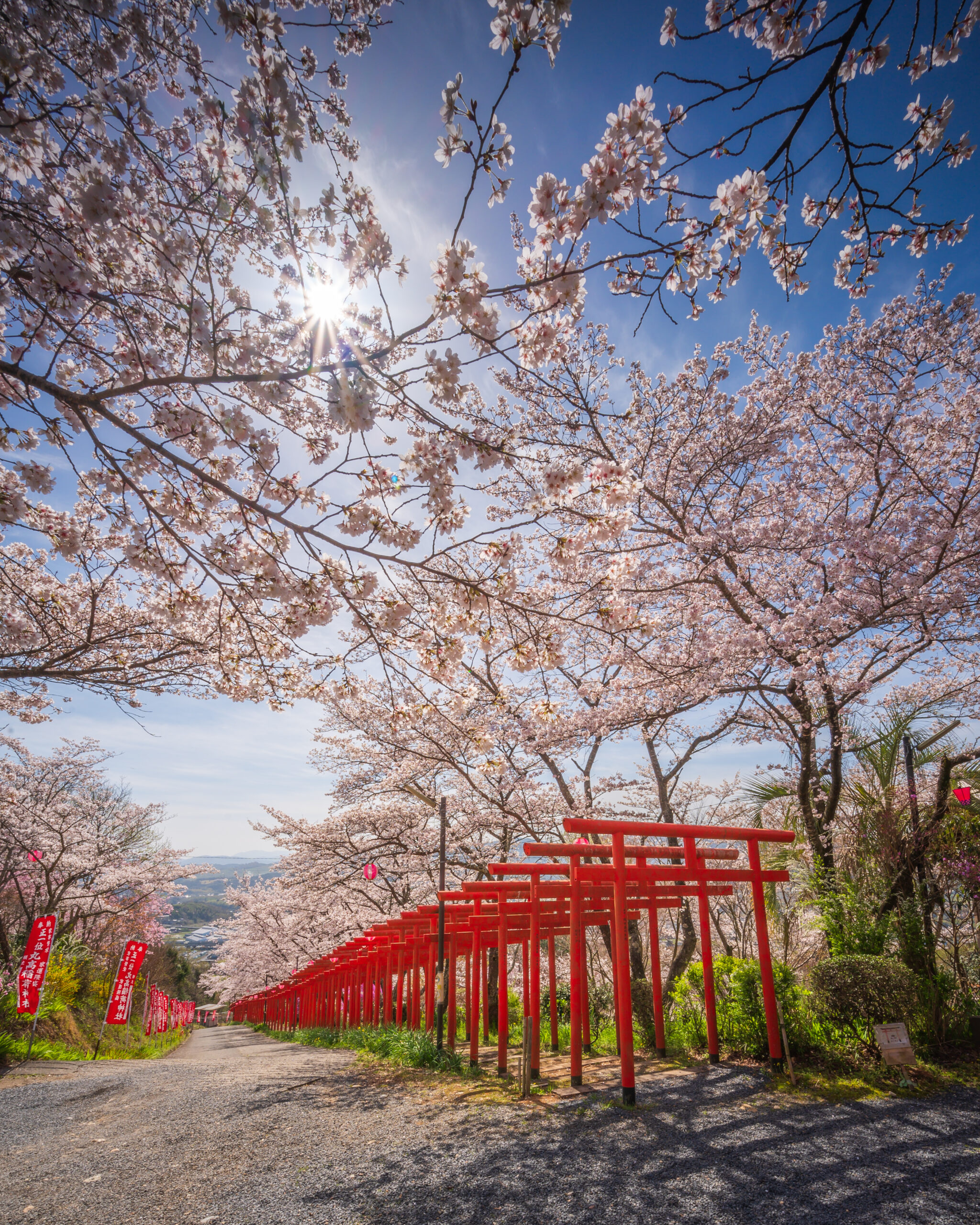 丸高稲荷神社 桜