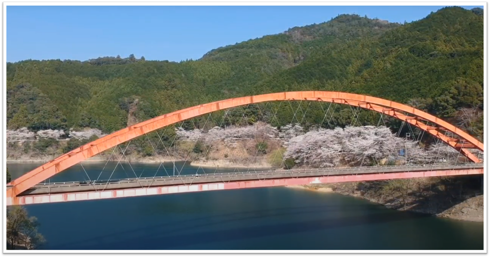 七川ダム湖畔 桜